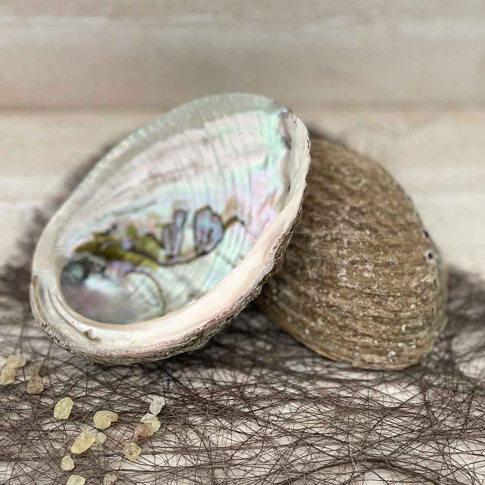 Coquille d'abalone ou ormeau pour vos fumigations