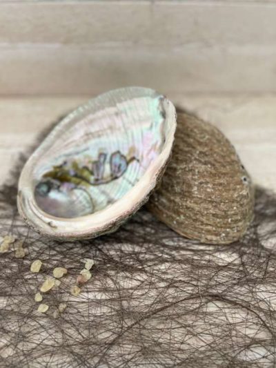 Abalone ou ormeau, le bol idéal pour fumigation