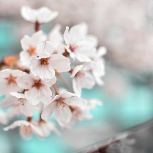 Jolies fleurs, preuve d'amour
