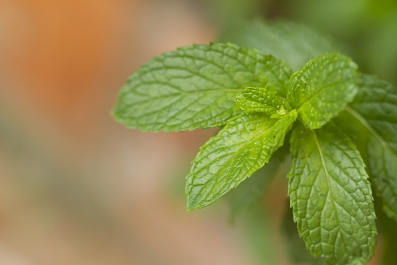 Les propriétés de la Menthe